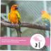 OATIPHO 1 Set Bird Leash Suspend Parrot Flying Harness Bird Flying Bird Harness and Leash Strap Lizard 12X6X1.3CM Pink - Buy Online on GoSupps.com