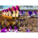 Organic Premium Grade A Afghan Saffron - 2 Gram Pack | Silk Road Saffron - #1 World's Best Saffron | Direct from Farm to Kitchen - Buy Online on GoSupps.com