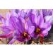 Premium Grade-A Sophia's Platinum Saffron 10g (2 Packs) - Organic Afghan Saffron for Color, Taste & Aroma - Non-GMO, Preservative-Free - Ideal for Milk & Desserts - Buy Online on GoSupps.com