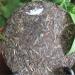 HELLOYOUNG 357g de th Pu'er cru du Yunnan chinois th vert artisanal traditionnel biologique au go t onctueux - Buy Online on GoSupps.com