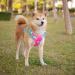 PHOEPET No Pull Dog Harness | Reflective Adjustable Vest for Small Medium Large Dogs | Pink Base & Green Straps | Size M - Buy Online on GoSupps.com