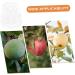 ORFOFE 2pcs Shaped Growth Fruit Buddha Baby Shaper Small Watermelon Accessories - Buy Online on GoSupps.com