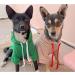 Kapuzen Pet Clothing - Cute Warm Dog Sweater & Hoodie for Small Dogs | Fleece & Cotton Jacket - XS/S/M - Green - Buy Online on GoSupps.com