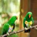 KAMA BRIDAL Bird Diaper Parrot Washable Diaper Nappies for Pigeon Parakeet Cockatiel Macaw Budgie Canary Flight Suit 2 Pcs - Buy Online on GoSupps.com