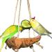 Exciting cork swing "M" bird swing seat and pick stone all in one