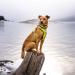 Hurtta Weekend Warrior Dog Harness - Neon Lemon 99-119 cm (39-47 in) | International Shipping Available - Buy Online on GoSupps.com