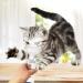 Cat Inhaler Spacer Easy to Use Asthma Aerosol Chamber Inhaler Spacer for for Cats and Dogs - Buy Online on GoSupps.com