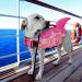 Queenmore XL Dog Life Jacket - Adjustable Ripstop Buoyancy Vest for Medium Dogs | Durable Rescue Handle - Pink Camo Shark Design - Buy Online on GoSupps.com