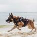 Oneigris Dog Harness | X Destroyer Tactical Adjustable Anti-Trail Tableware - Buy Internationally - Buy Online on GoSupps.com