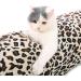 PawZ Road Collapsible Leopard Cat Tunnel Tube - Medium | Cat, Rabbit, and Dog Toys - Buy Online on GoSupps.com