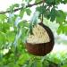 Lyra PET Coconut Filled Bird Feed | 3x4 Energy-Rich V-Cut | Nutrient-Dense All-Year Fat Feed - Buy Online on GoSupps.com