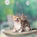 8 Pcs Cat Window Hammock Replacement Suction Cups - Pet Supplies | Vivid Style - Buy Online on GoSupps.com