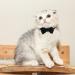 2 Pcs Velvet Bowtie Cat Collar with Bell Adjustable Breakaway Cat Collars Kitten Small Puppy Safety Bow Tie Solid Wedding Red Cat Collar for Boy Girl Cats - Buy Online on GoSupps.com