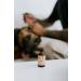 Punkin Butt Ear Oil for Cats & Dogs (1 oz) - Organic Garlic, Mullein, Calendula Ear Drops - Buy Online on GoSupps.com