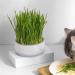 Anulely Cat Grass Plant Container - Earth-Free Indoor Planting Box for Cats & Dogs | Removable Sprouter Tray & Home D cor in White - Buy Online on GoSupps.com