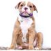 Gentledog Frosted Cat Collar with Bell - Adjustable 7.5 to 12.5 Inch for Cat, Puppy, and Small Dog Accessories - Buy Online on GoSupps.com