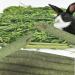 Guinea Pig & Rabbit Chew Toys Combo: Sweet Bamboo & Apple Sticks, Timothy Apple Sticks - 150g Pack | Prevent Overgrown Teeth, Rich in Fruit Acid, Promote Relaxation - Buy Online on GoSupps.com