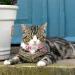 2 Pack Personalized Reflective Cat Collar with Breakaway Safety Feature - Custom Name Tag and Bell - Adjustable Sizes for Girls & Boys - Hot Pink - Buy Online on GoSupps.com