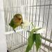 LAIYOHO 5Pcs Bird Vegetable Holder Clip Plastic Cuttle Bone Clip Bird Fruit Feeder Cuttlefish Clip Parrot Feeding Clip Bird Cage Food Holder for Bird Hamster Cockatiel Parrot Small Animals - Buy Online on GoSupps.com