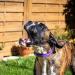 Masbrill LED Luminous Dog Collar - Waterproof Illuminated Safety with 3 Flashing Lights for Small Medium & Large Dogs - Purple XS (25-35cm) - Buy Online on GoSupps.com