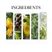 Pheromone Perfume For Men Long Lasting Fragrance Perfume Pocket Perfume For Men Portable Travel Perfume Perfume for Men to Attract Women 3pcs - Buy Online on GoSupps.com