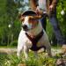 Dog Helmet And Goggles Set Pet Helmet And Goggles For Dogs Dog Sunglasses Adjustable Dog Hats Head Guard For Small Medium And Large Dogs S//L S code sports helmet +02 black - Buy Online on GoSupps.com