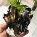 Crystals 1pc Reiki Quartz Cluster Natural Cairngorm Crystals Flowers Smoky Quartz Cluster Stone Collection - Buy Online on GoSupps.com