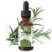 Relaxcation Rosemary Oil Steam Distilled from Spanish Rosmarinus Officinalis Fresh Herbaceous Aroma Middle Note Botanical Oil for Hair Skin DIY & Blends (1 oz) 1 Fl Oz (Pack of 1)