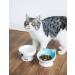 Ceramic Cat Bowls Set of 2 Blue - Raised, Tilted Design to Protect Cat's Spine, Prevent Vomiting - Stress-Free Feeding Solution for Male Cats - Buy Online on GoSupps.com