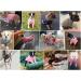 Mosucoirl Winter Pet Sweater for Cats & Dogs - Comfortable Fleece Costume for Small & Medium Puppies - XS Blue - Buy Online on GoSupps.com