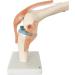Opaeroo Life Size Anatomical Medical Knee Joint Model with Ligaments - Perfect for Education & Anatomy Studies - Buy Online on GoSupps.com