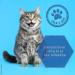 Lolo & Max Natural Dental Care for Dogs & Cats | Vegan Drinking Water Additive for Fresh Breath Tartar Control & Dental Hygiene - Buy Online on GoSupps.com
