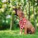 SCIROKKO Hawaii Dog Bandanas 3 Pack - Cute Fruit Print Scarf Bibs for Pets | Summer Pet Accessories for Dogs Cats - Ice Cream Strawberry Watermelon - Buy Online on GoSupps.com