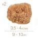 BabyCare Sea Sponges: Premium Quality Exfoliating Sponges for Sensitive Skin - Natural & Unbleached - Plastic-Free Packaging - Buy Online on GoSupps.com