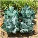 for Natural Green Ghost Phantom Quartz Crystal Cluster Rock Stones and Crystals Specimen Home Decor Crystal Cluster - Buy Online on GoSupps.com