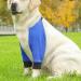 Dog Front Elbow Support Dog Hip Joint Brace 1 Pair Wear-Resistant Pet Protective Knee Pad for Dog Hip Joint Stain-Resistant Breathable Blue XL - Buy Online on GoSupps.com