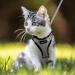 Rabbitgoo Cat Dishes & Harness Sets Safe Stylish Cat Gear for Breakout Prevention - Buy Online on GoSupps.com