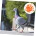 Ipetboom Baby Stuff 200 Pcs Pigeon Anklet Baby Clips Bird Ring Chicken Foot Ring for Pigeon African Gray Parrot The Bird 1.3X1.3CMx2pcs Orangex2pcs - Buy Online on GoSupps.com