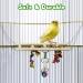 BWOGUE 7 Pack Bird Parrot Toys - Natural Wood Chewing, Hanging Swing, Climbing Ladders - Small Parakeets, Cockatiels, Conures, Finches, Budgie, Parrots, Love Birds - Buy Online on GoSupps.com