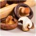 Shiitake Mushroom (300g Bag) Shiitake Mushroom Crisp Snacks Crispy Mushrooms  - Buy Online on GoSupps.com