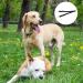 Double Dog Lead Double Ended Lead For Dogs Adjustable Double Lead For 2 Dogs 360 Rotation Dog Leash Coupler Double Dog Lead For Walking 2 Dogs No Tangle(Black) - Buy Online on GoSupps.com
