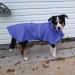 Ocsoso Dog Coat - Waterproof Rain Jacket with Hood for Medium Dogs | Adjustable Raincoat for Puppies & Cats (Blue Size L) - Buy Online on GoSupps.com