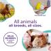 RenaSan Antiseptic Eye Drops for Dogs, Cats - 60ml - Buy Online on GoSupps.com