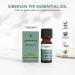 Tisserand Siberian Fir Essential Oil - 100% Pure Wild Crafted | 9ml Aromatherapy for Home & Wellness - Buy Online on GoSupps.com
