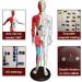 60cm Acupuncture and Muscle Anatomical Male Model Pressure Point and Meridians for Acupuncturists and Other Medical Professionals Training Teaching Education Supplies - Buy Online on GoSupps.com