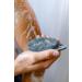 Scrub-dub Premium Antimicrobial Scalp & Body Scrubber - Made in USA | Face Exfoliator for Dandruff | Glacier Blue - Buy Online on GoSupps.com