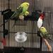 2 Pieces Bird Feeding Dish Cups Stainless Steel Parrot Food Water Bowls Animal Cage Water Food Bowl with Clamp Cage Hanging Food Bowl for Pet Dogs Parrots - Buy Online on GoSupps.com