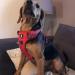 Docio Dog Harness for Large Dogs | Reflective Breathable Anti-Training Design - International Shipping - Buy Online on GoSupps.com
