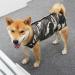 Luxury Dog Surgical Recovery Coat | Post-Op Vest for Male & Female Dogs | Cuddly Camouflage Sweater for Abdominal Wounds - Size M - Buy Online on GoSupps.com