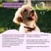Itiko Joint & Bone Protection for Dogs | Green Lipped Mussel MSM Glucosamine Chondroitin & Omega 3 | Natural Alternative to Joint Tablets | Devil's Claw for Dogs - Buy Online on GoSupps.com